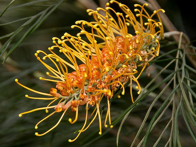 Grevillea Robusta - 5 of the best mood-boosting houseplants - inspiration - goodhomesmagazine.com