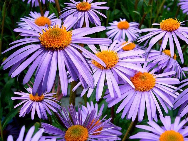 aster tongolensis - garden - goodhomesmagazine.com