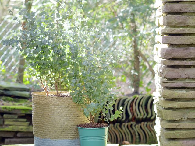 eucalyptus plants in garden