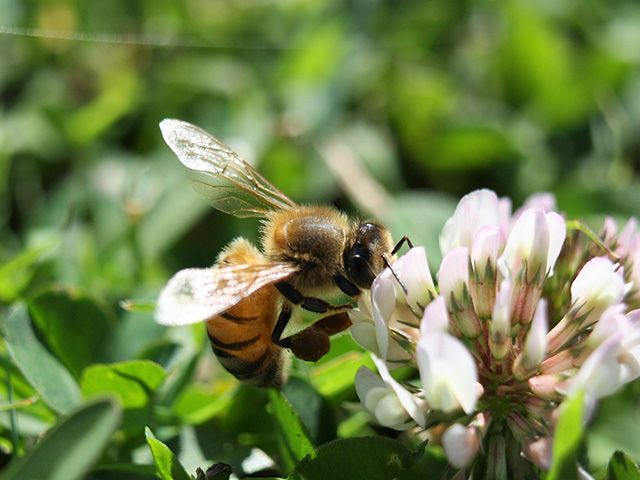 bee on a garden clover - goodhomesmagazine.com