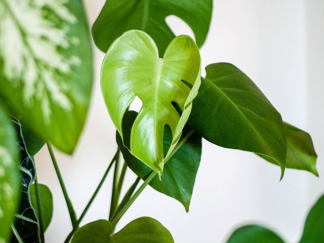cheese plant - 5 of the best mood-boosting houseplants - inspiration - goodhomesmagazine.com