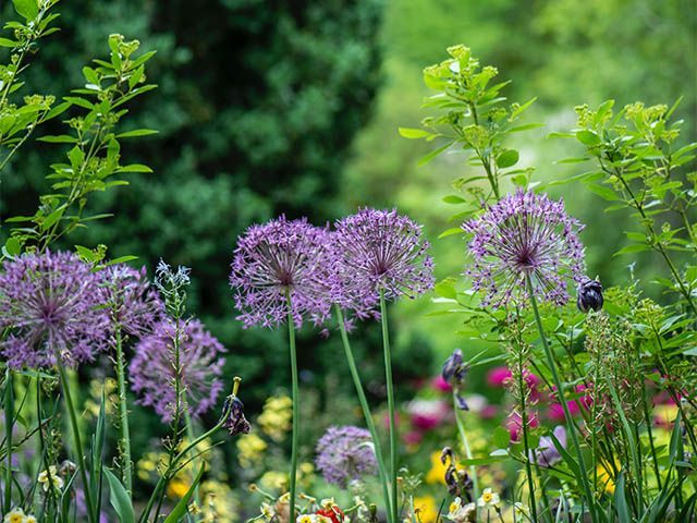 garden flowers - win tickets for the RHS Chelsea Flower Show 2021 - competitions - goodhomesmagazine.com