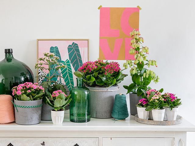 kalanchoe katy - 5 of the best mood boosting houseplants - inspiration - goodhomesmagazine.com