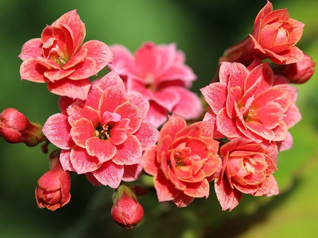 kalanchoe pink plant - 5 of the best mood-boosting houseplants - inspiration - goodhomesmagazine.com