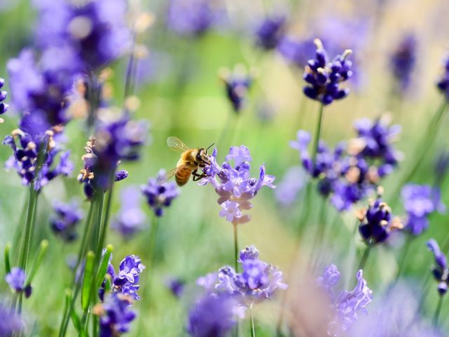 bee landing on lavender in garden - goodhomesmagazine.com