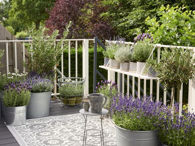 lavender garden plants