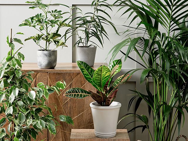 houseplants indoor jungle - create an indoor jungle with Morrisons new plant range - news - goodhomesmagazine.com