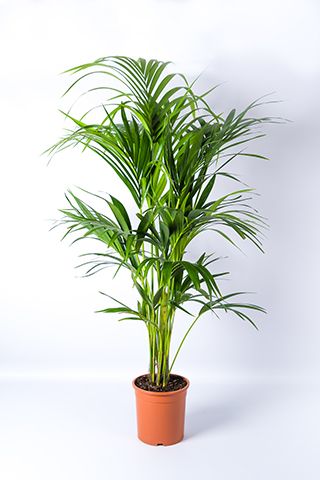 kentia palm plant - create an indoor jungle with Morrisons new plant range - news - goodhomesmagazine.com