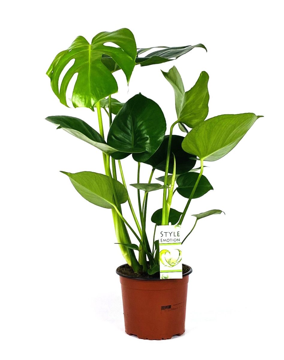 monstera plant - create an indoor jungle with Morrisons new plant range - news - goodhomesmagazine.com