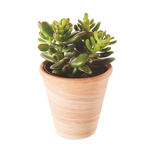 cacti inpot - aldi is launchingtheirown range of succulents this week - news - goodhomesmagazine.com