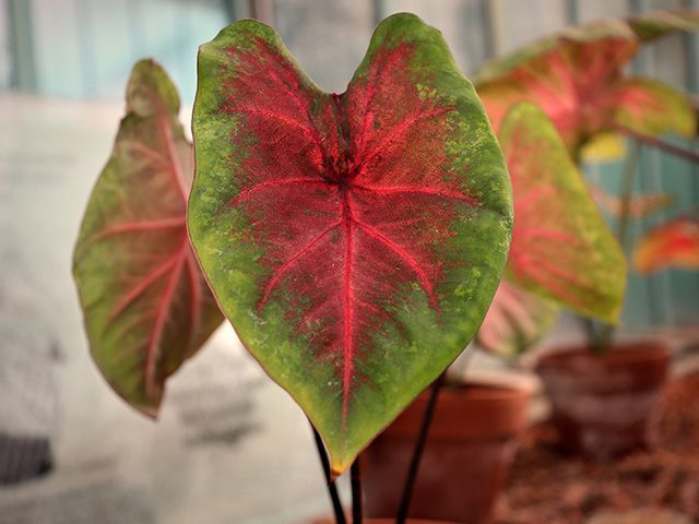 caladium - 7 toxic houseplants to be cautious of in your home - inspiration - goodhomesmagazine.com