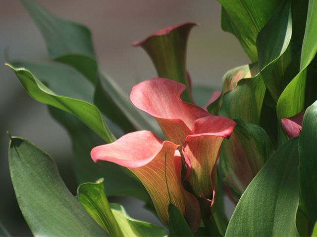 calla lily - 7 toxic houseplants to be cautious of in your home - inspiration - goodhomesmagazine.com