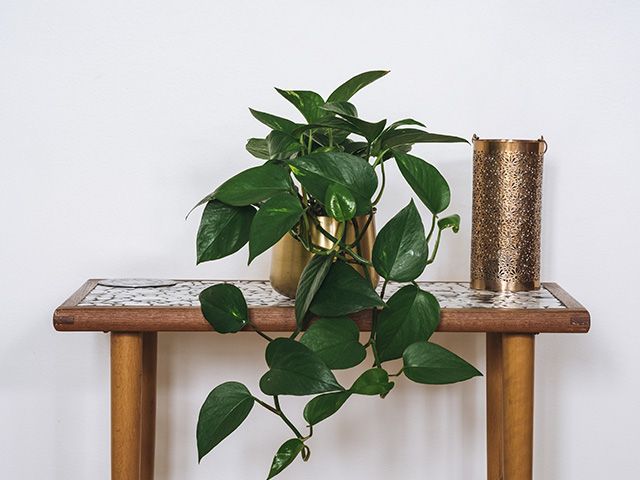devils ivy - 7 toxic houseplants to be cautious of in your home - inspiration - goodhomesmagazine.com