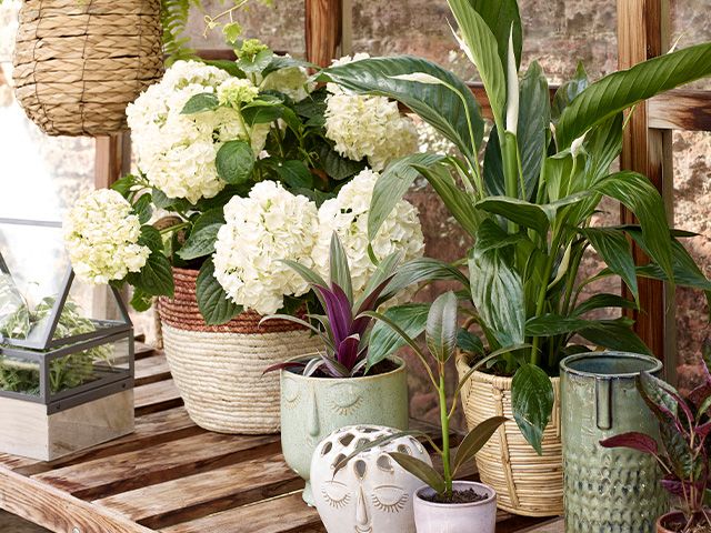 dobbies potted plants - step-by-step guide to summer gardening - garden - goodhomesmagazine.com