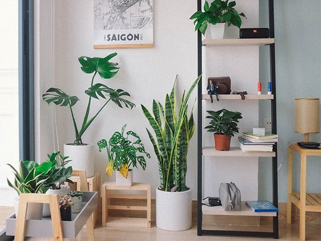 houseplants in pots - 7 toxic houseplants to be cautious of in your home - inspiration - goodhomesmagazine.com