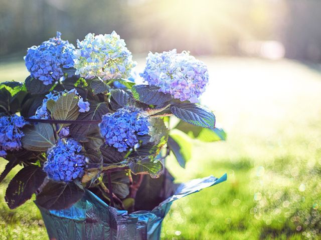 hydrangeas - these outdoor plants will help you sell your house - inspiration - goodhomesmagazine.com