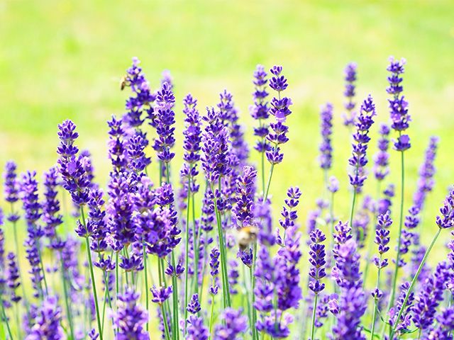 lavender in garden - these outdoor plants will help you sell your house - inspiration - goodhomesmagazine.com