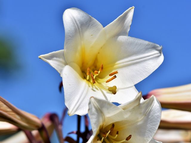 lillies - these outdoor plants will help you sell your house - inspiration - goodhomesmagazine.com