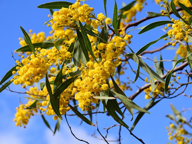 mimosa - these outdoor plants will help you sell your house - inspiration - goodhomesmagazine.com