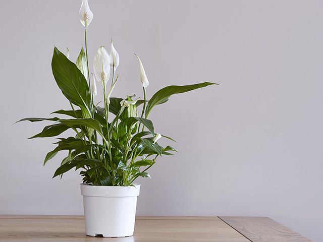 peace lily - 7 toxic houseplants to be cautious of in your home - inspiration - goodhomesmagazine.com