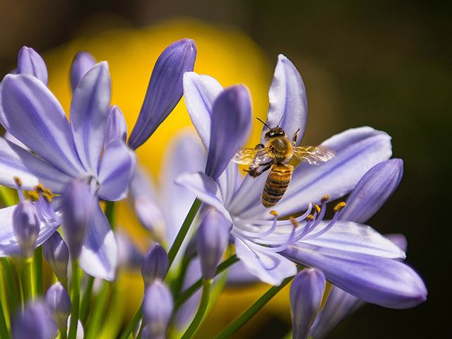 purple flower with bee - how to make your garden eco-friendly - garden - goodhomesmagazine.com