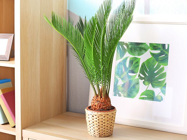 sago palm - 7 toxic houseplants to be cautious of in your home - inspiration - goodhomesmagazine.com