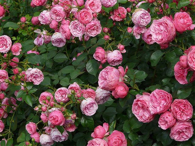 shrub roses - these outdoor plants will help you sell your house - inspiration - goodhomesmagazine.com