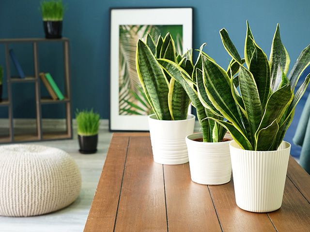 snake plant - 7 toxic houseplants to be cautious of in your home - inspiration - goodhomesmagazine.com