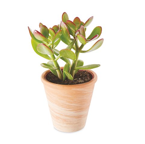 succulentinpot - aldi is launching their own range of succulents this week - news - goodhomesmagazine.com