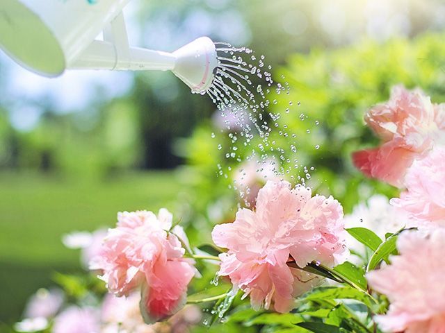 watering can flowers - step-by-step guide to summer gardening - garden - goodhomesmagazine.com
