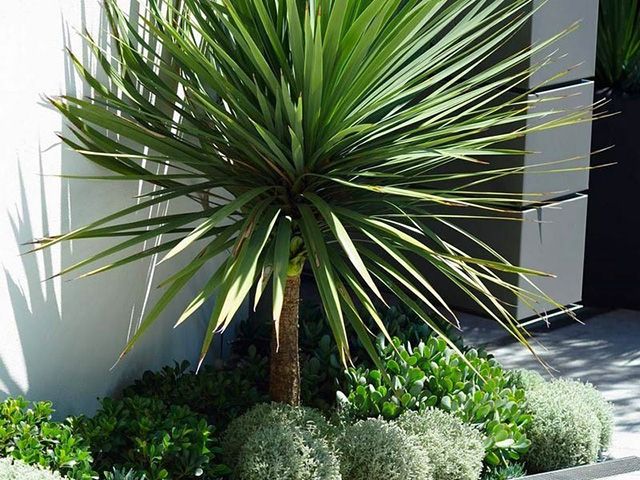 cordyline australis plant - garden - goodhomesmagazine.com