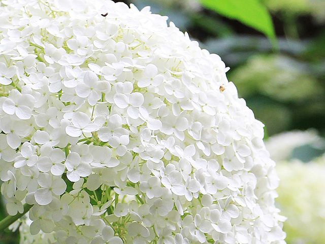 hydrangea flower head - garden - goodhomesmagazine.com