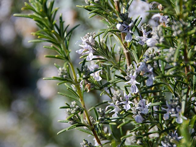 rosemary garden - how to choose plants for a coastal garden - garden - goodhomesmagazine.com