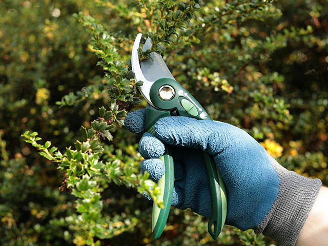 A sharp pair of secateurs are an important addition to your autumn gardening toolkit 