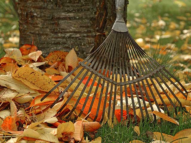 gardenr rake - top tools and tips for autumn gardening - gardens - goodhomesmagazine.com