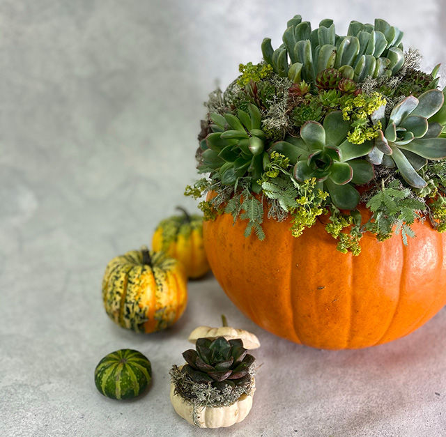 pumpkin planter for halloween decorating - goodhomesmagazine - pumpkin ideas