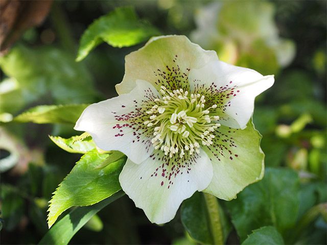 christmas rose - 9 of the best flowers to plant for a blooming winter garden - garden - goodhomesmagazine.com