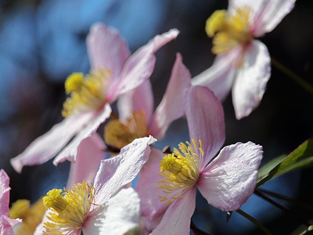 clematis - 9 of the best flowers to plant for a blooming winter garden - garden - goodhomesmagazine.com