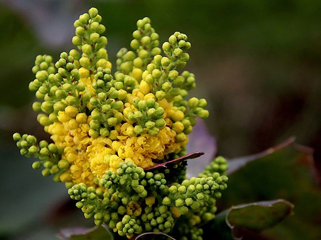 mahonia. - 9 of the best flowers to plant for a blooming winter garden - garden - goodhomesmagazine.com
