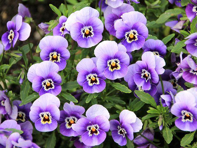 purple pansies - 9 of the best flowers to plant for a blooming winter garden - garden - goodhomesmagazine.com