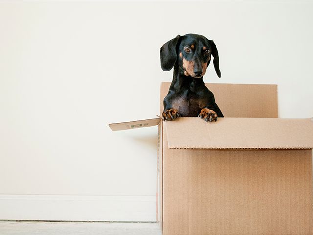sausage dog in moving box - 8 house moving tips during Covid - inspiration - goodhomesmagazine.com