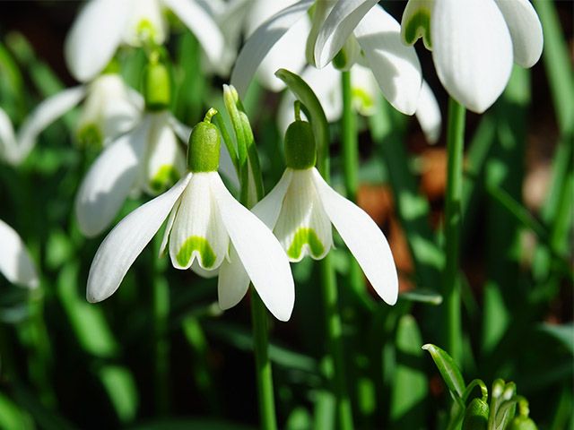 snowdrops - 9 of the best flowers to plant for a blooming winter garden - garden - goodhomesmagazine.com