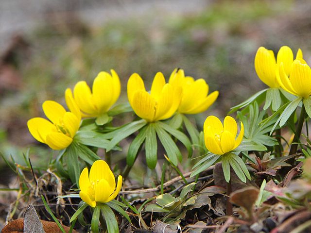 winter aconite - 9 of the best flowers to plant for a blooming winter garden - garden - goodhomesmagazine.com