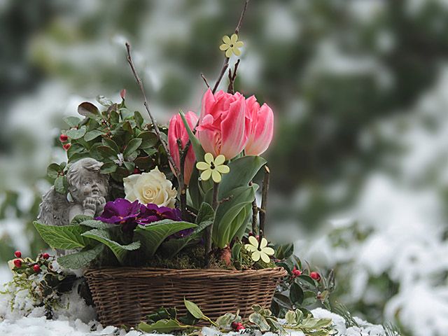 winter garden scene - 9 of the best flowers to plant for a blooming winter garden - garden - goodhomesmagazine.com