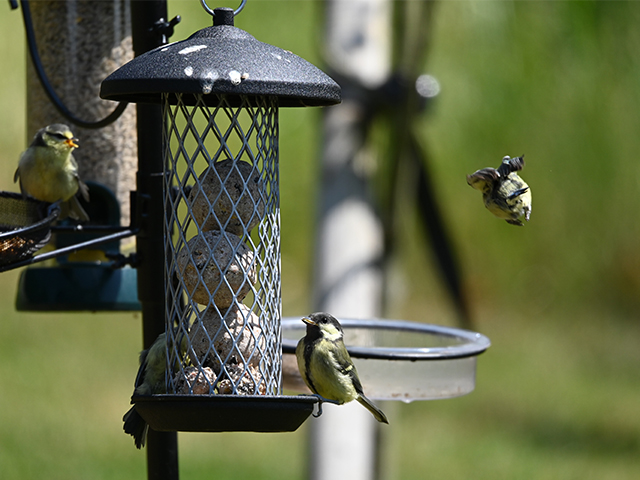 bird feeders in garden wintertime