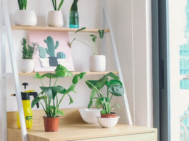 desk covered in houseplants