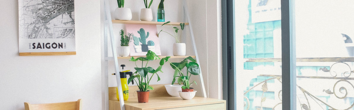 desk covered in houseplants