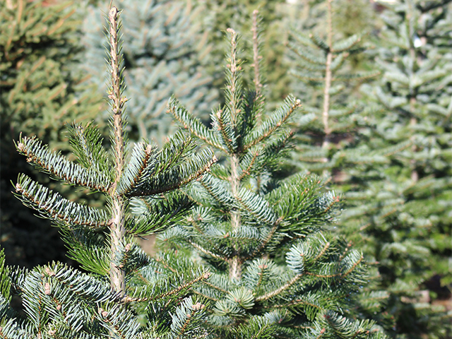 real christmas tree farm