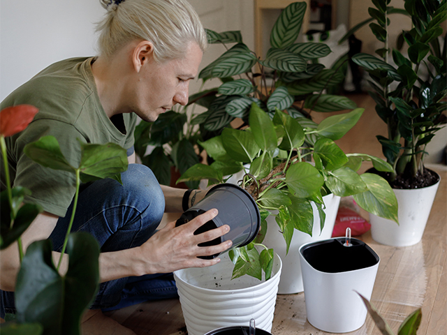 watering houseplants 