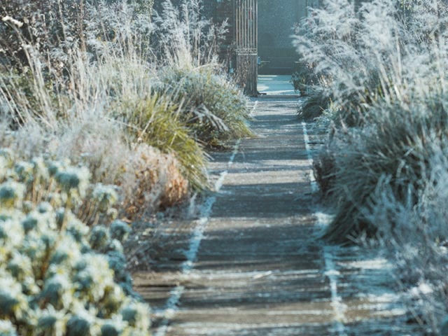 winter garden landscape